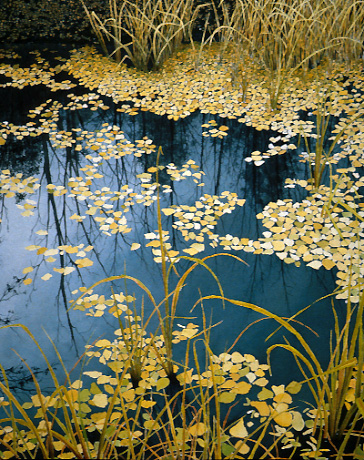 (image)