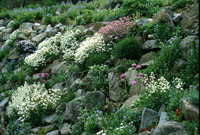 [rocks settling and plants naturalizing]