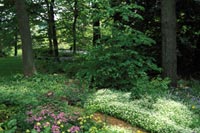 woodland garden